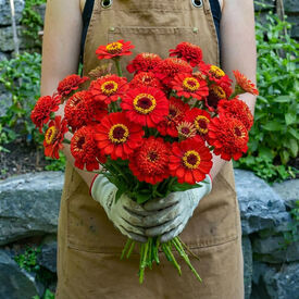 Zinderella Red, Zinnia Seeds